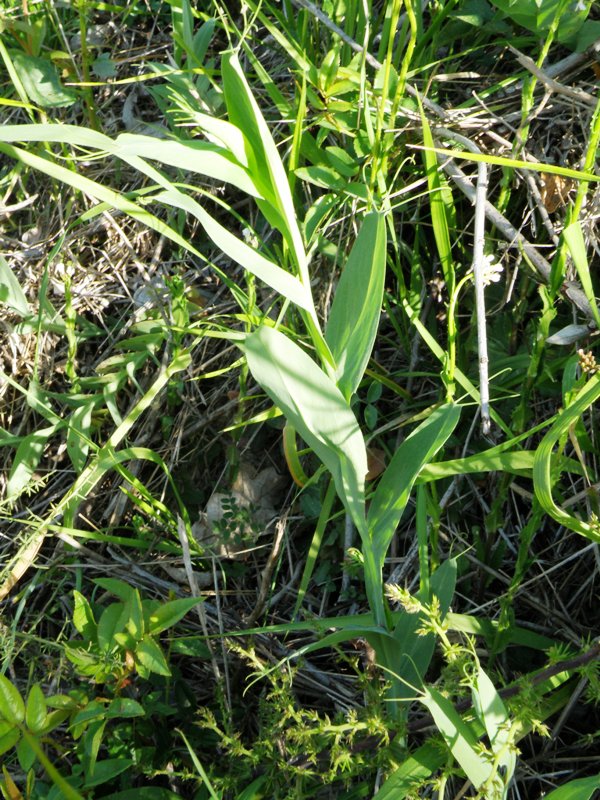 Lathyrus ochrus