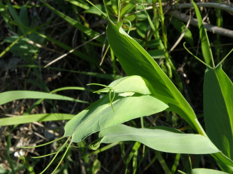 Lathyrus ochrus