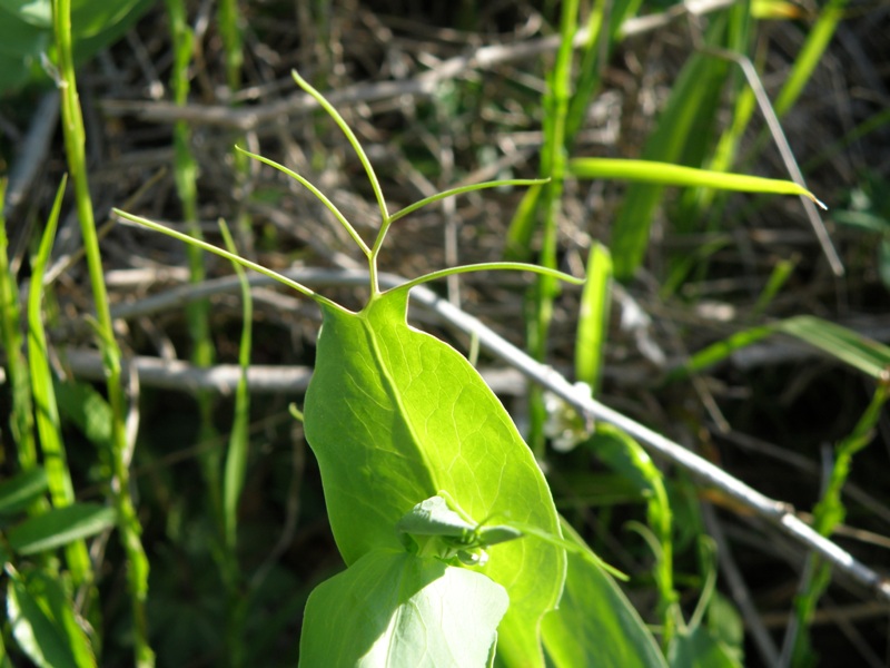 Lathyrus ochrus