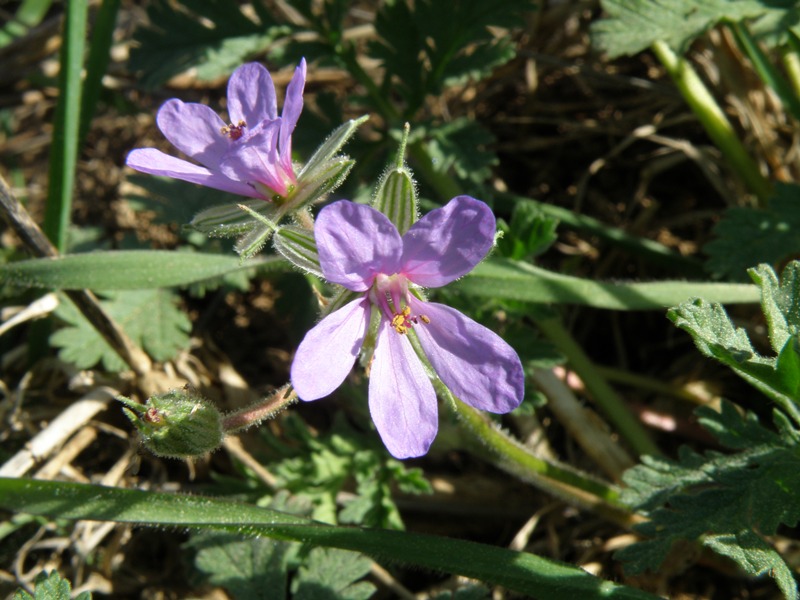 Erodium ciconium / Becco di Gr maggiore