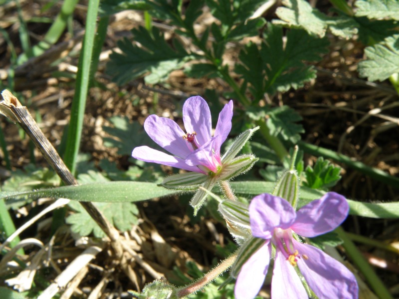 Erodium ciconium / Becco di Gr maggiore