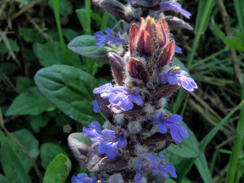 Ajuga reptans