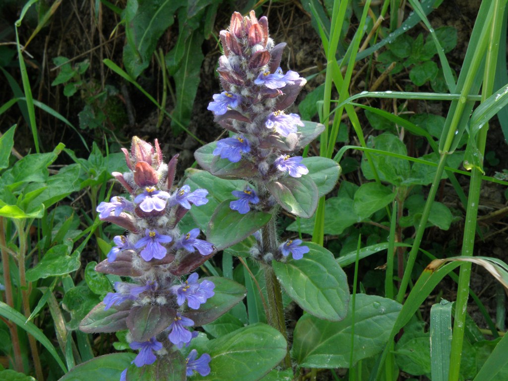 Ajuga reptans