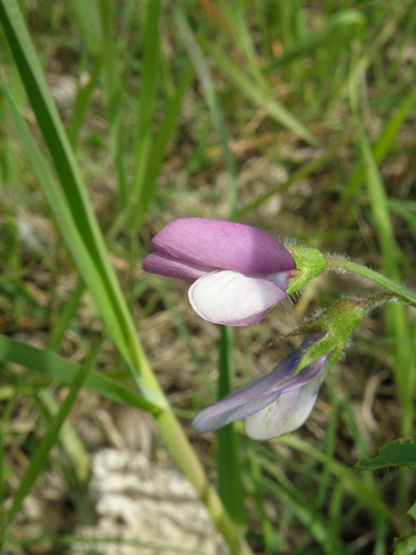 Vicia bithynica