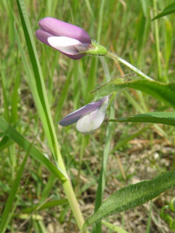 Vicia bithynica