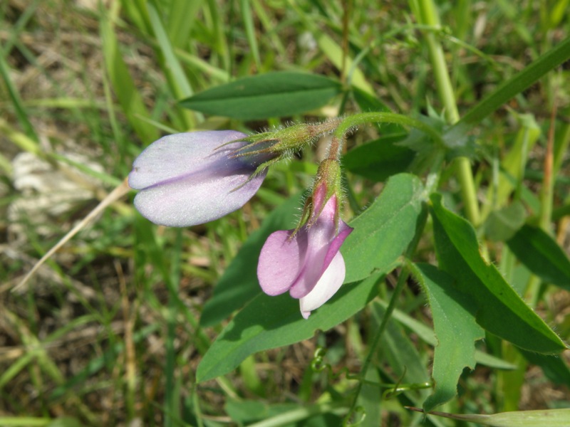 Vicia bithynica