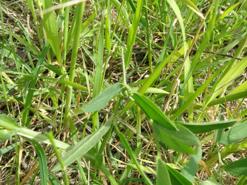 Vicia bithynica