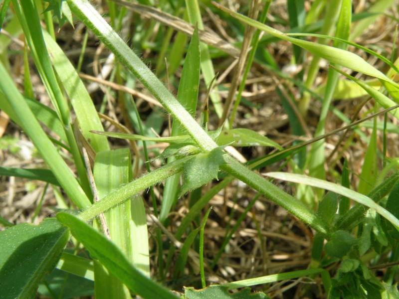 Vicia bithynica