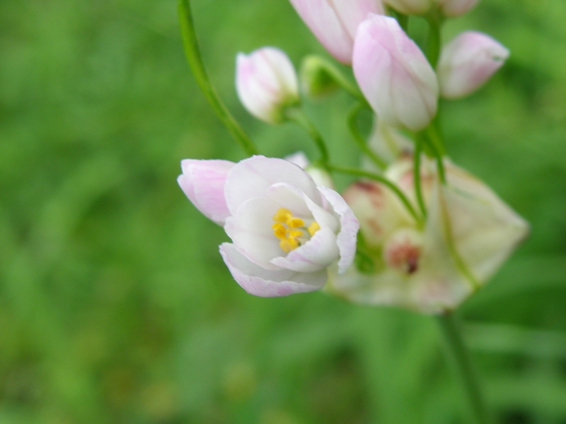 Allium roseum