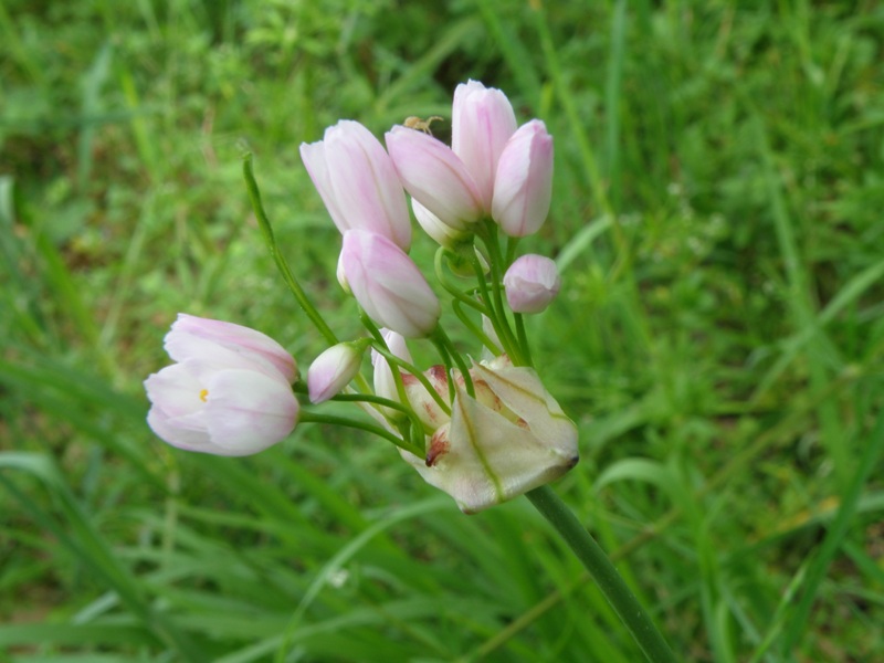 Allium roseum