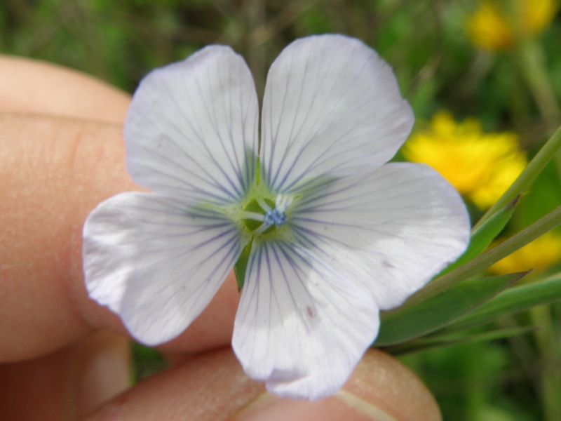 Linum bienne