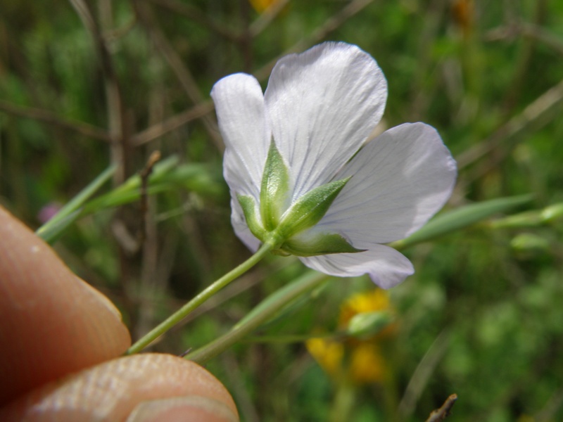 Linum bienne