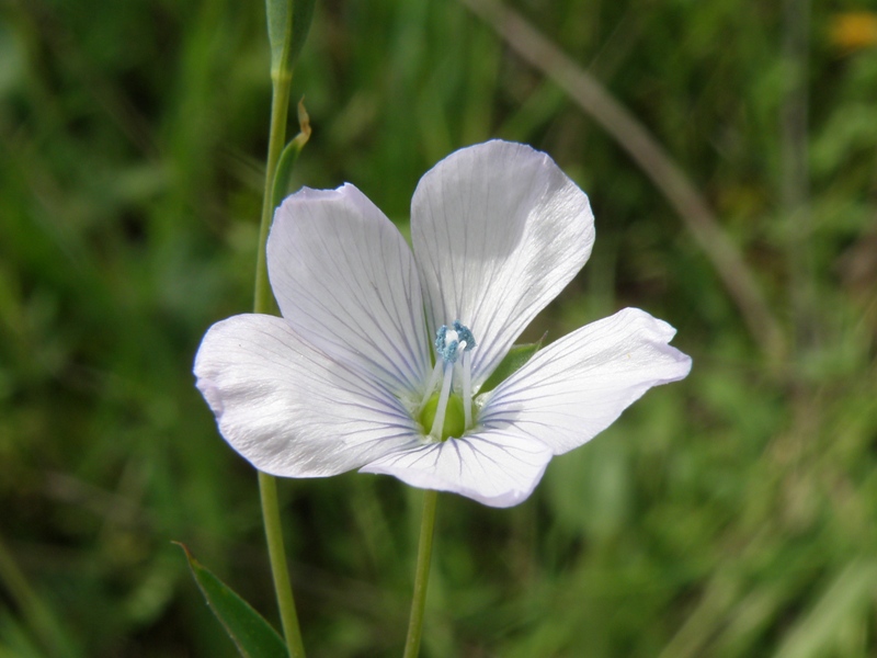 Linum bienne