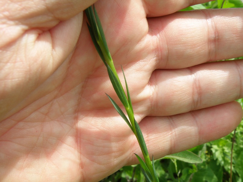 Linum bienne