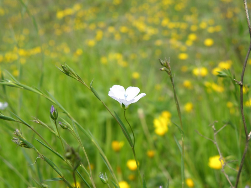 Linum bienne