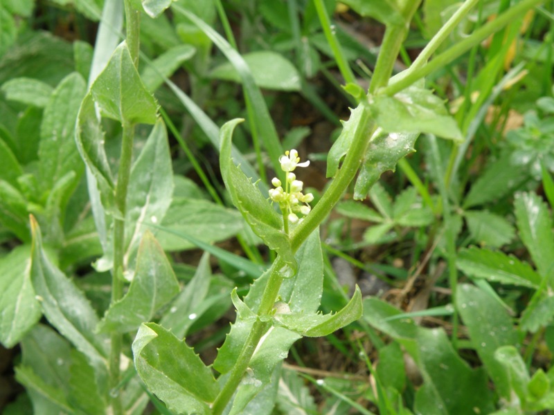 Lepidium draba