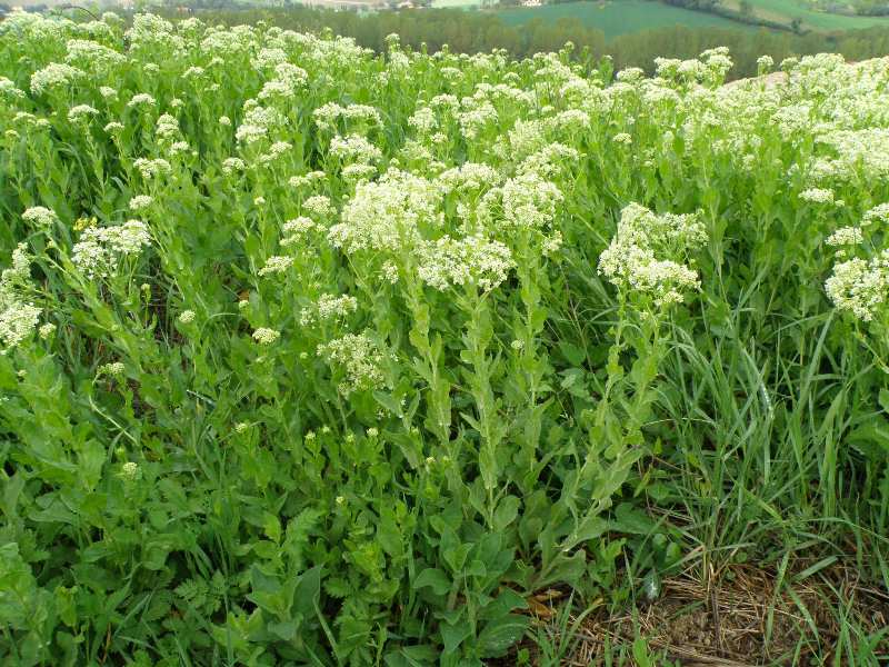 Lepidium draba