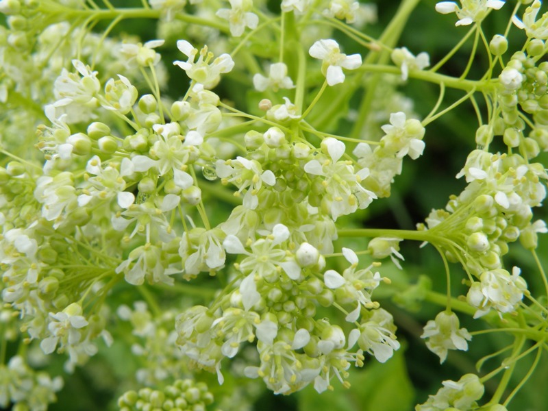 Lepidium draba