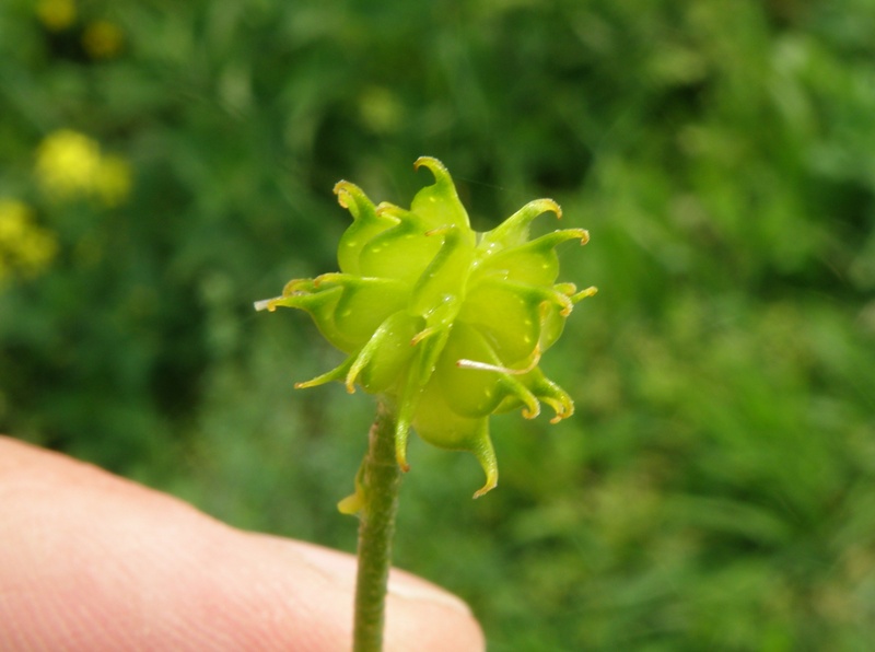 Ranunculus lanuginosus