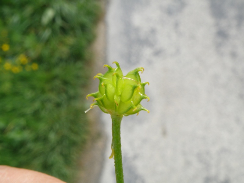 Ranunculus lanuginosus