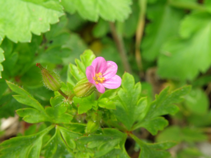 Geranium purpureum / Geranio purpureo