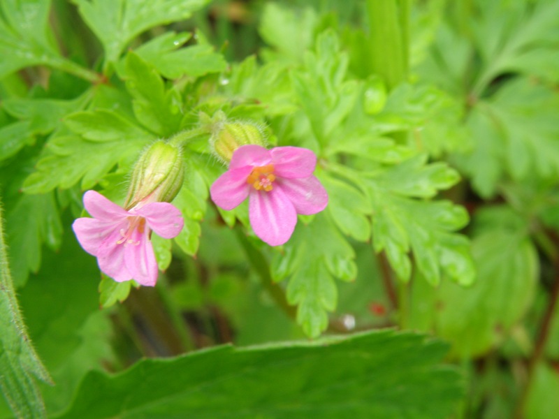 Geranium purpureum / Geranio purpureo