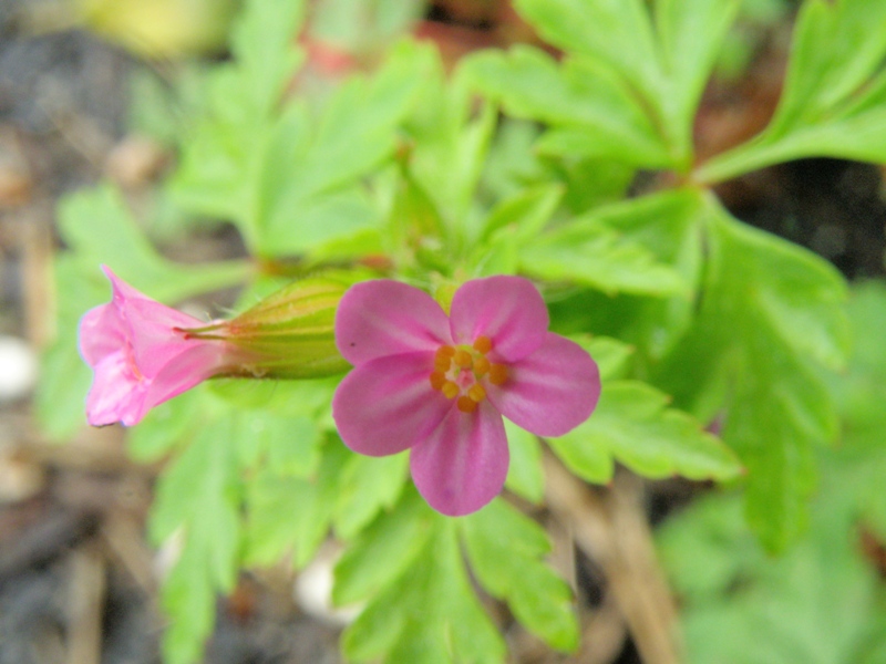 Geranium purpureum / Geranio purpureo