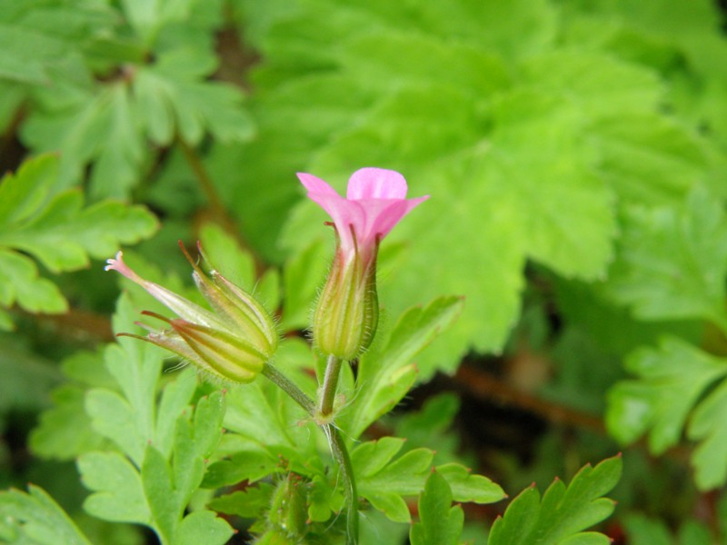 Geranium purpureum / Geranio purpureo