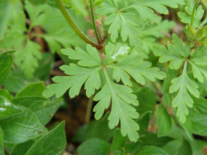 Geranium purpureum / Geranio purpureo