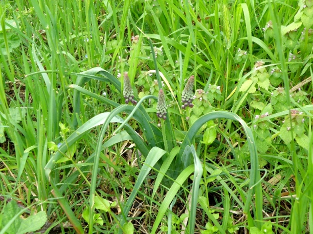 Muscari comosum