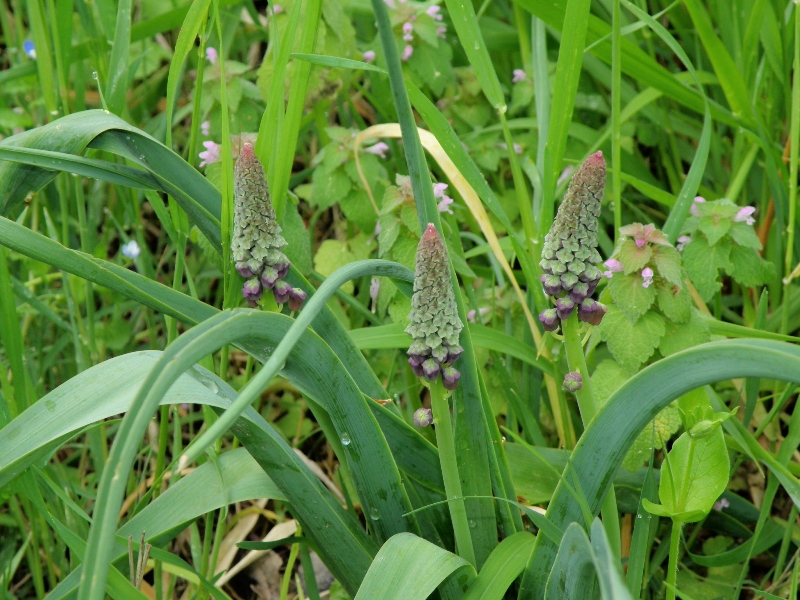 Muscari comosum