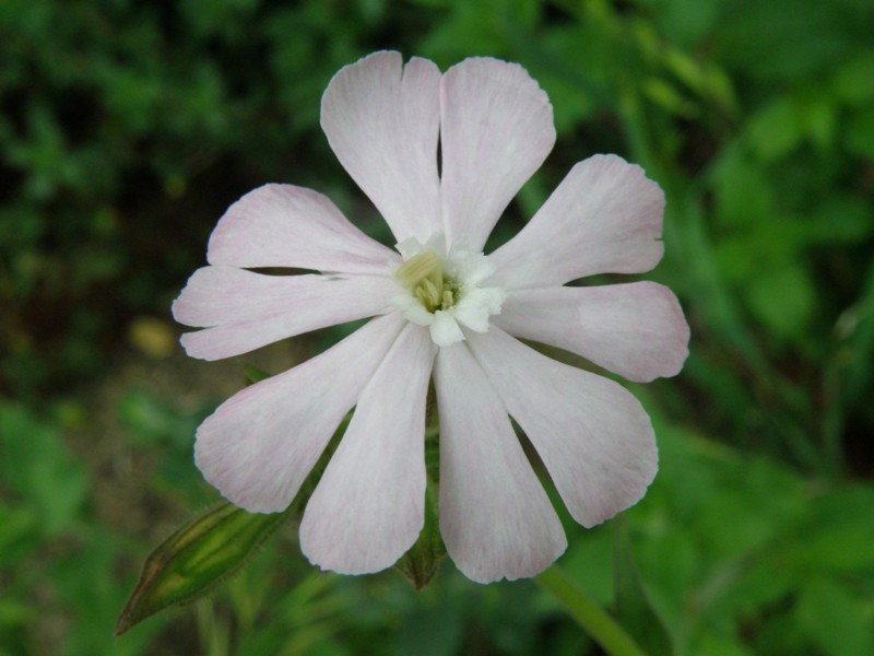 Silene latifolia