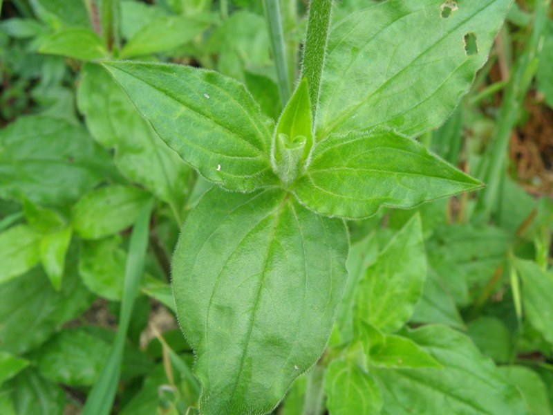 Silene latifolia