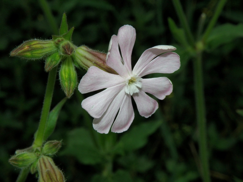 Silene latifolia