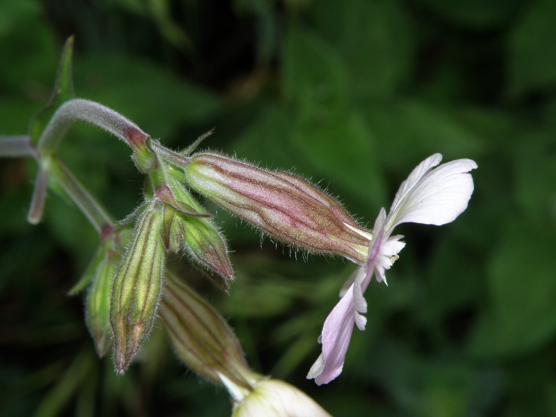 Silene latifolia