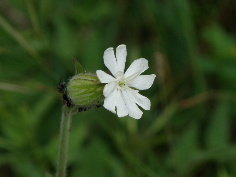 Silene alba