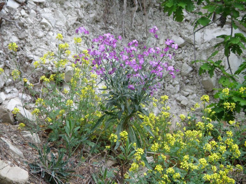 Matthiola incana