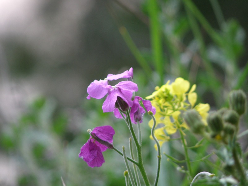 Matthiola incana