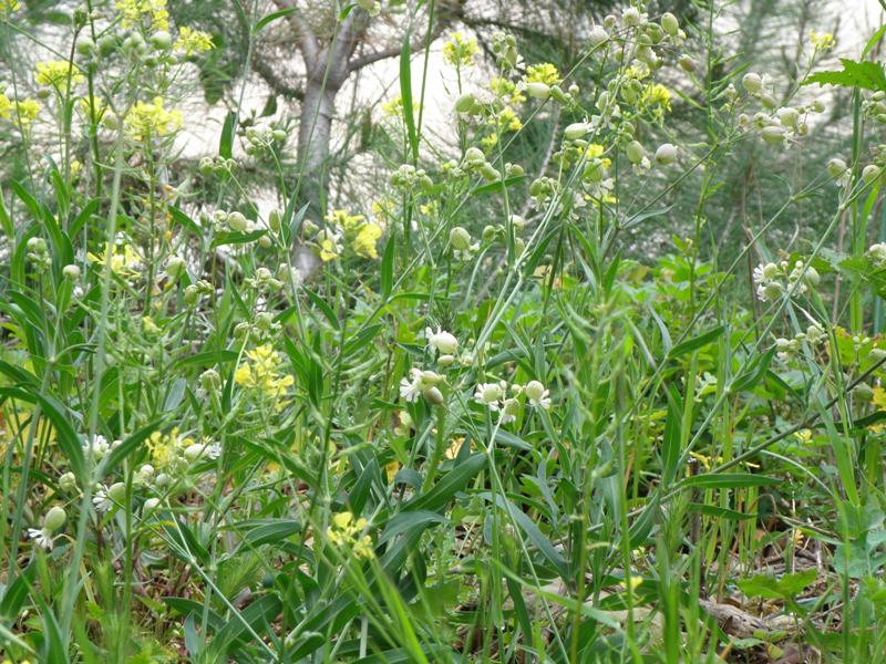 Silene vulgaris s.l.