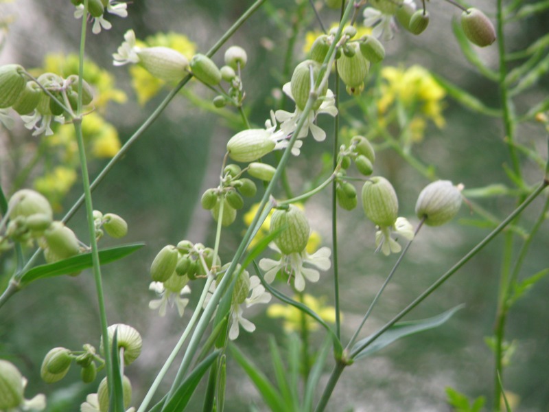 Silene vulgaris s.l.