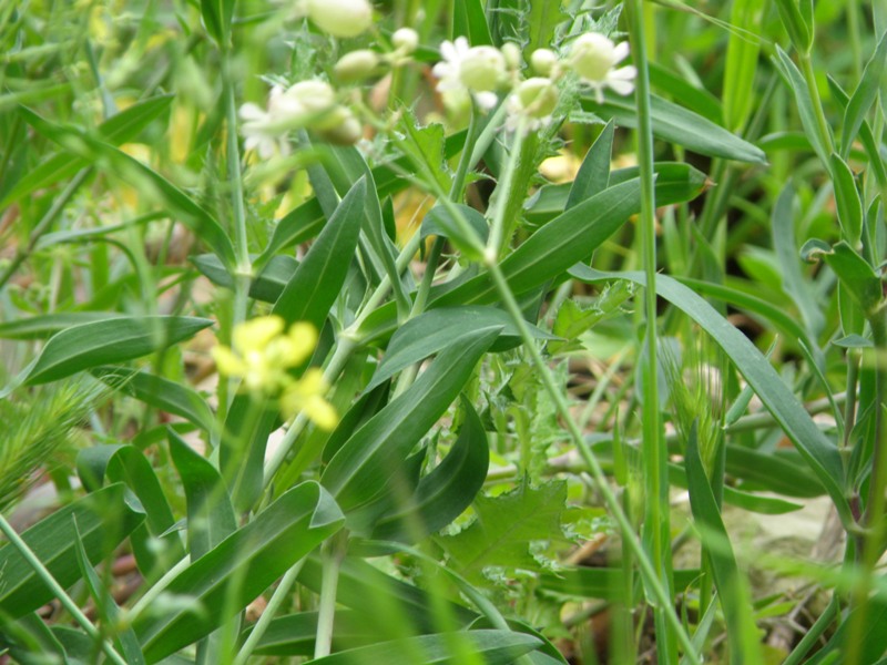 Silene vulgaris s.l.