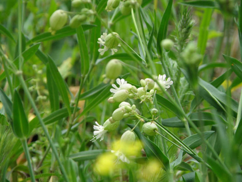 Silene vulgaris s.l.