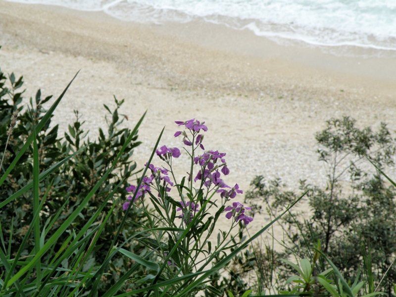 Matthiola incana