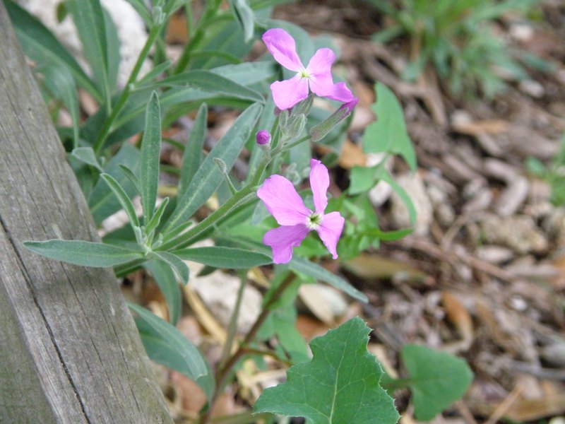 Matthiola incana