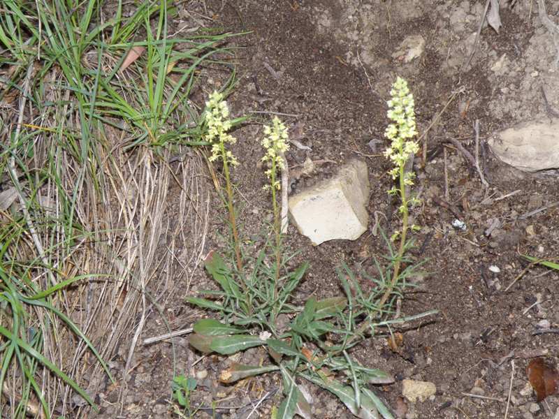 Reseda lutea