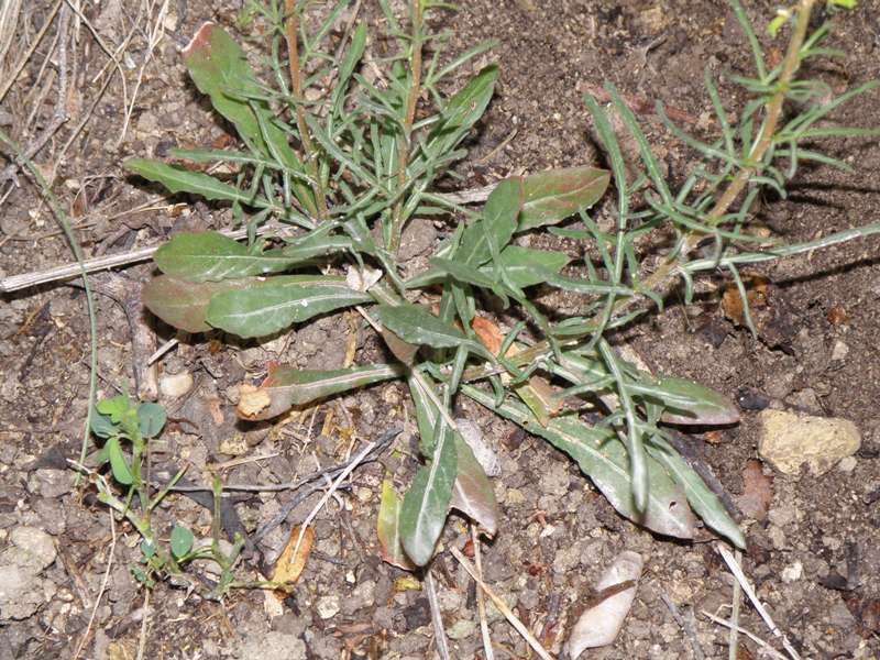 Reseda lutea