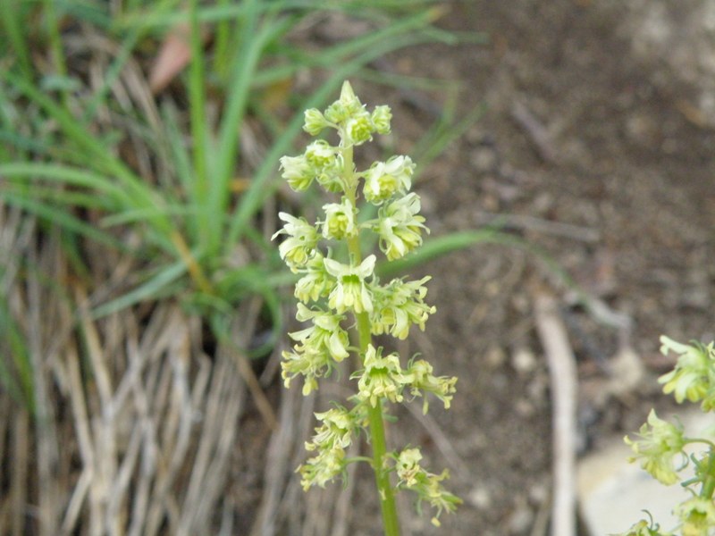 Reseda lutea