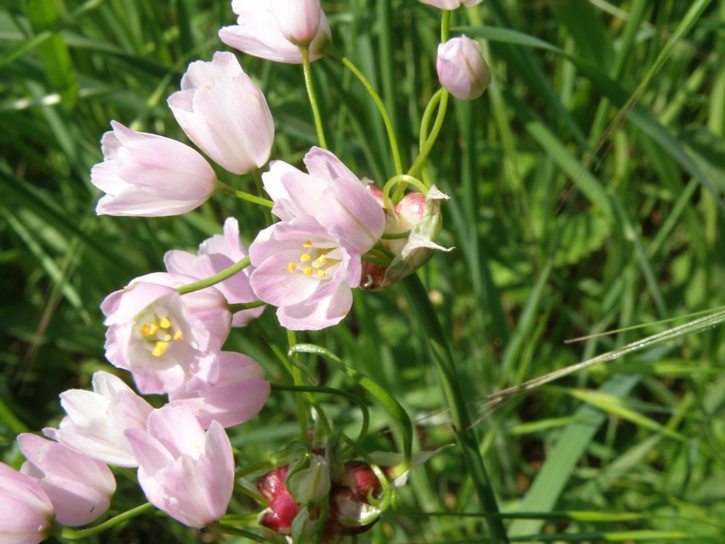 Allium roseum