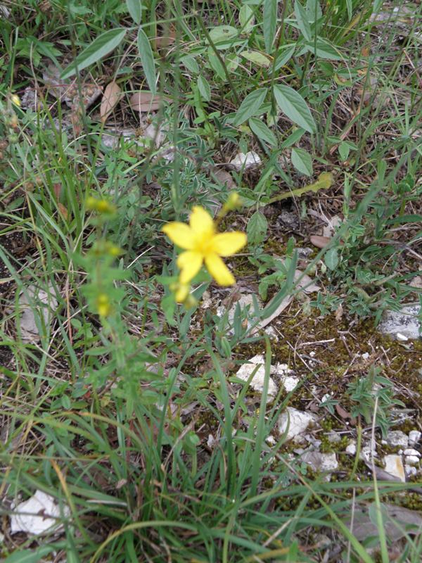 Hypericum perforatum