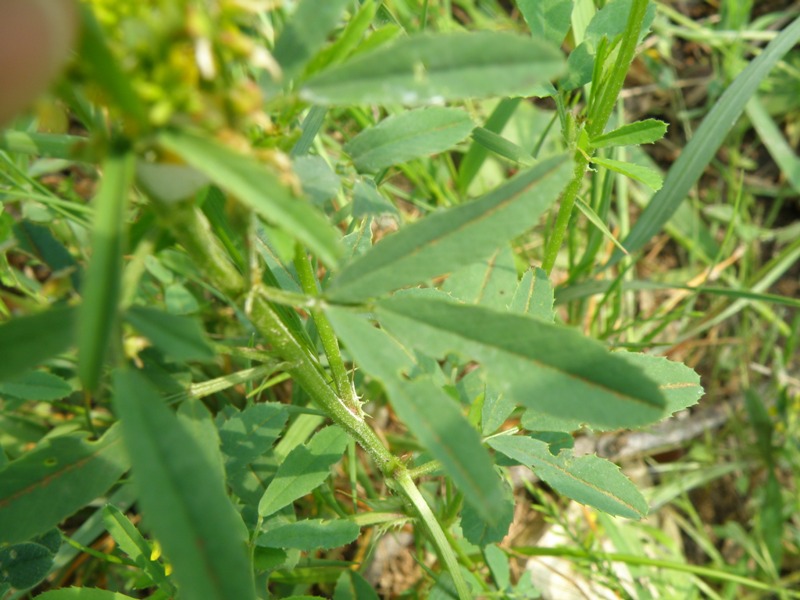 Trigonella sulcata (=Melilotus sulcatus) / Meliloto solcato